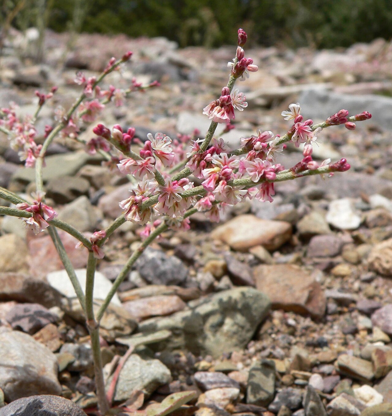 Eriogonum palmerianum