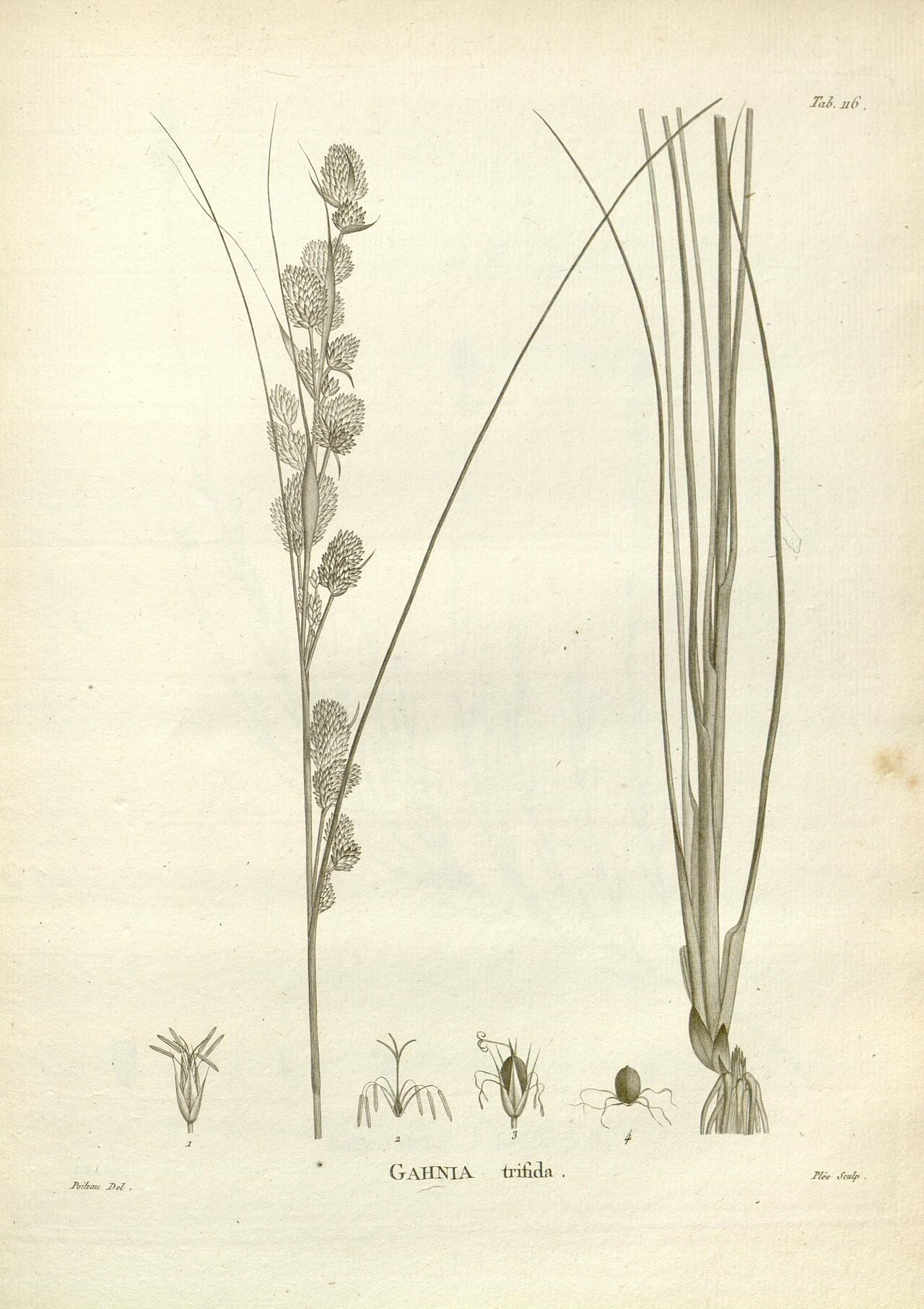 Gahnia trifida