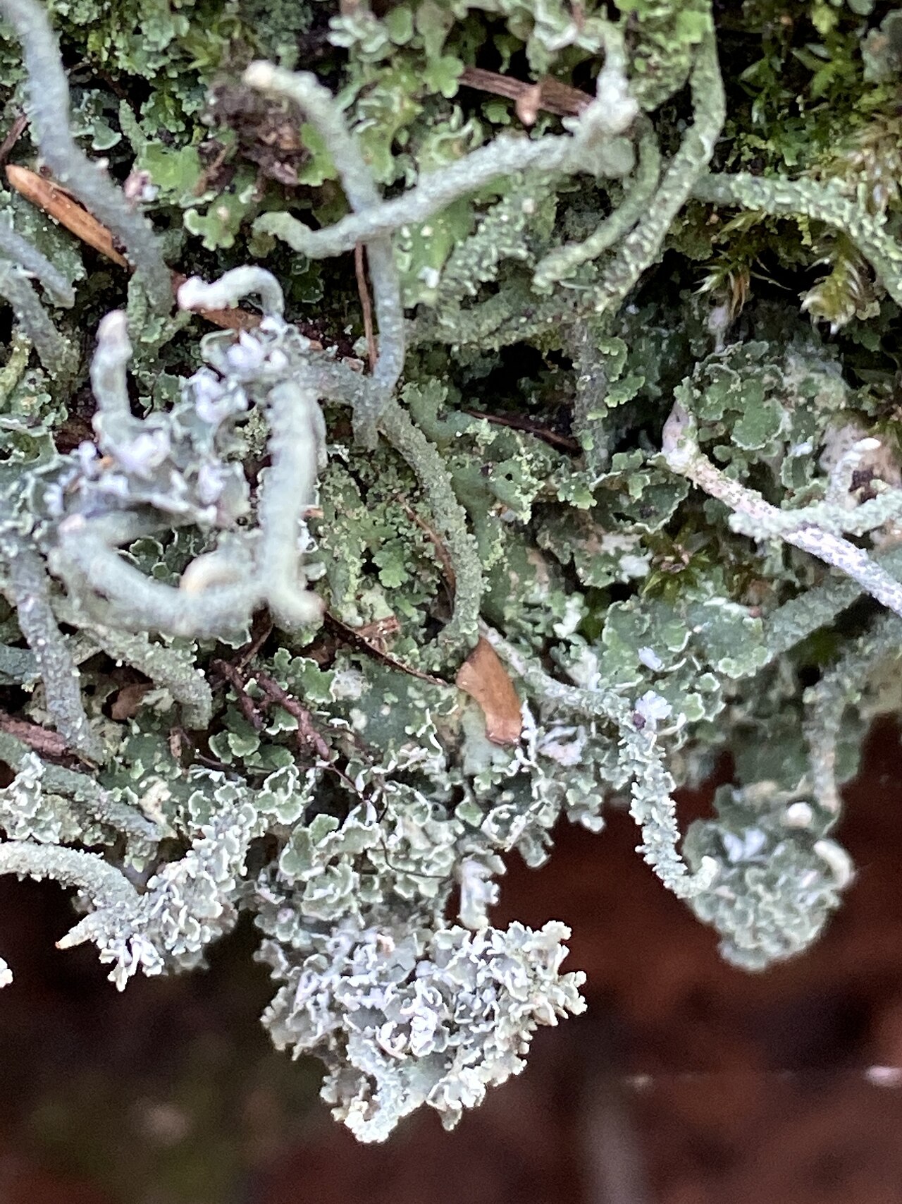 Cladonia cornuta