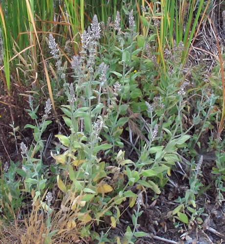 Stachys albens