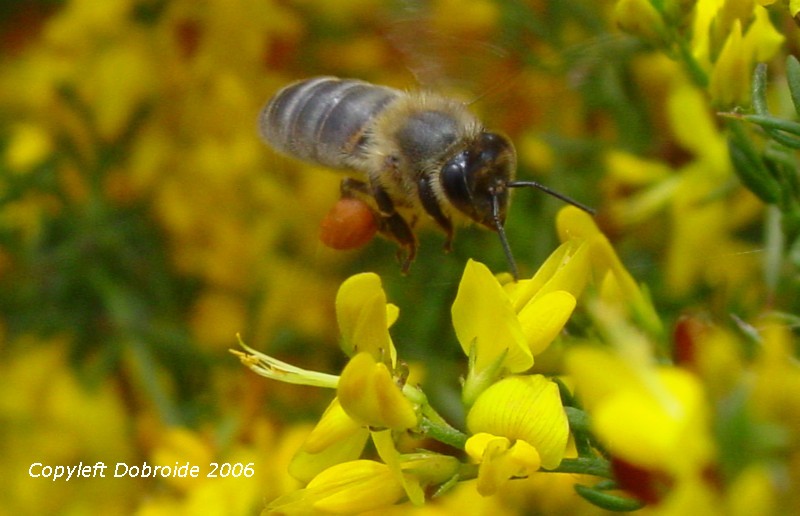 Genista triacanthos