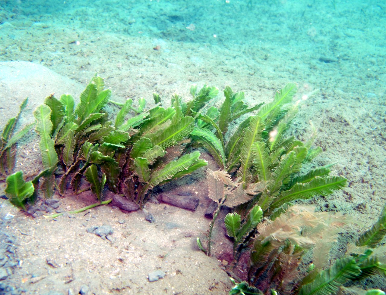 Caulerpa taxifolia