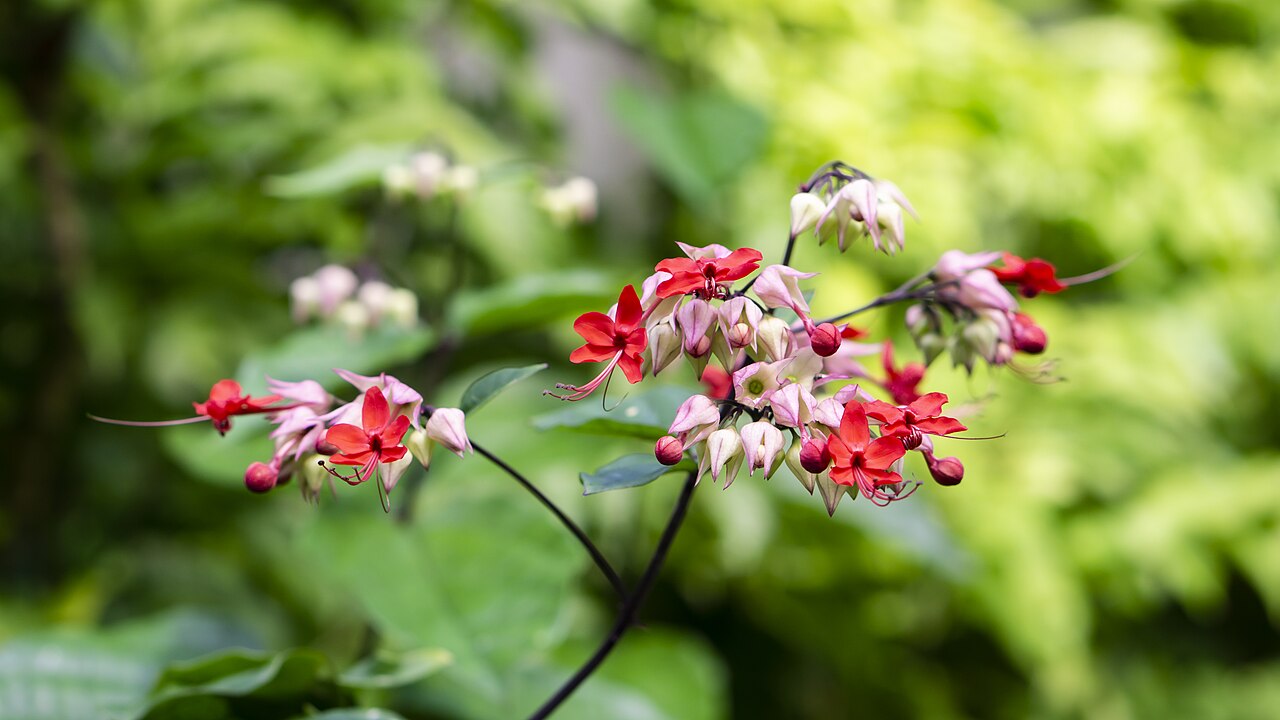 Clerodendrum thomsoniae