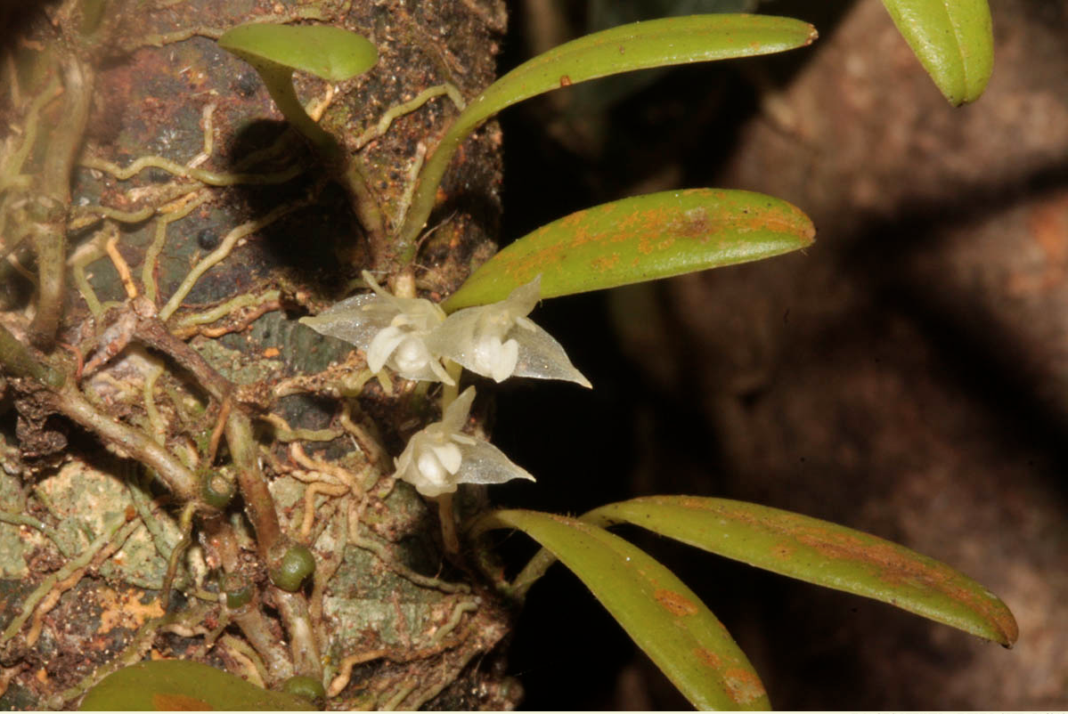 Bulbophyllum curranii