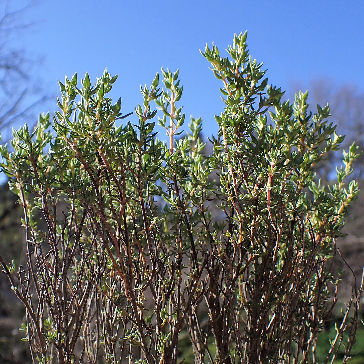 Thymus capitellatus