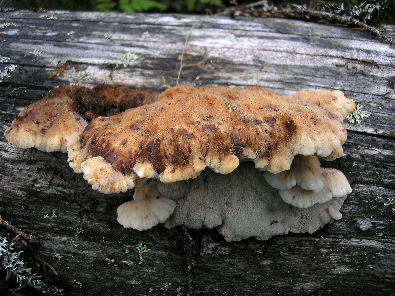 Amylocystis lapponica