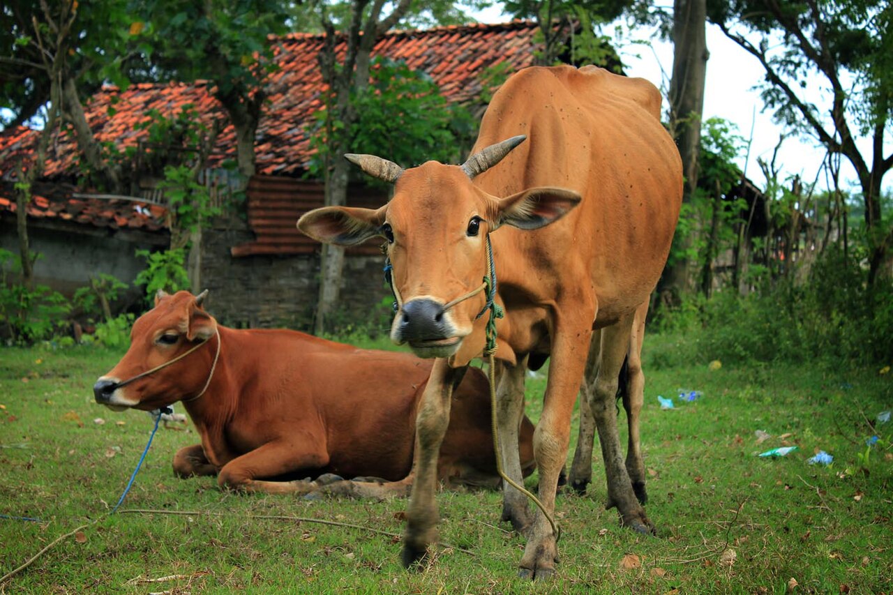 Madura cattle