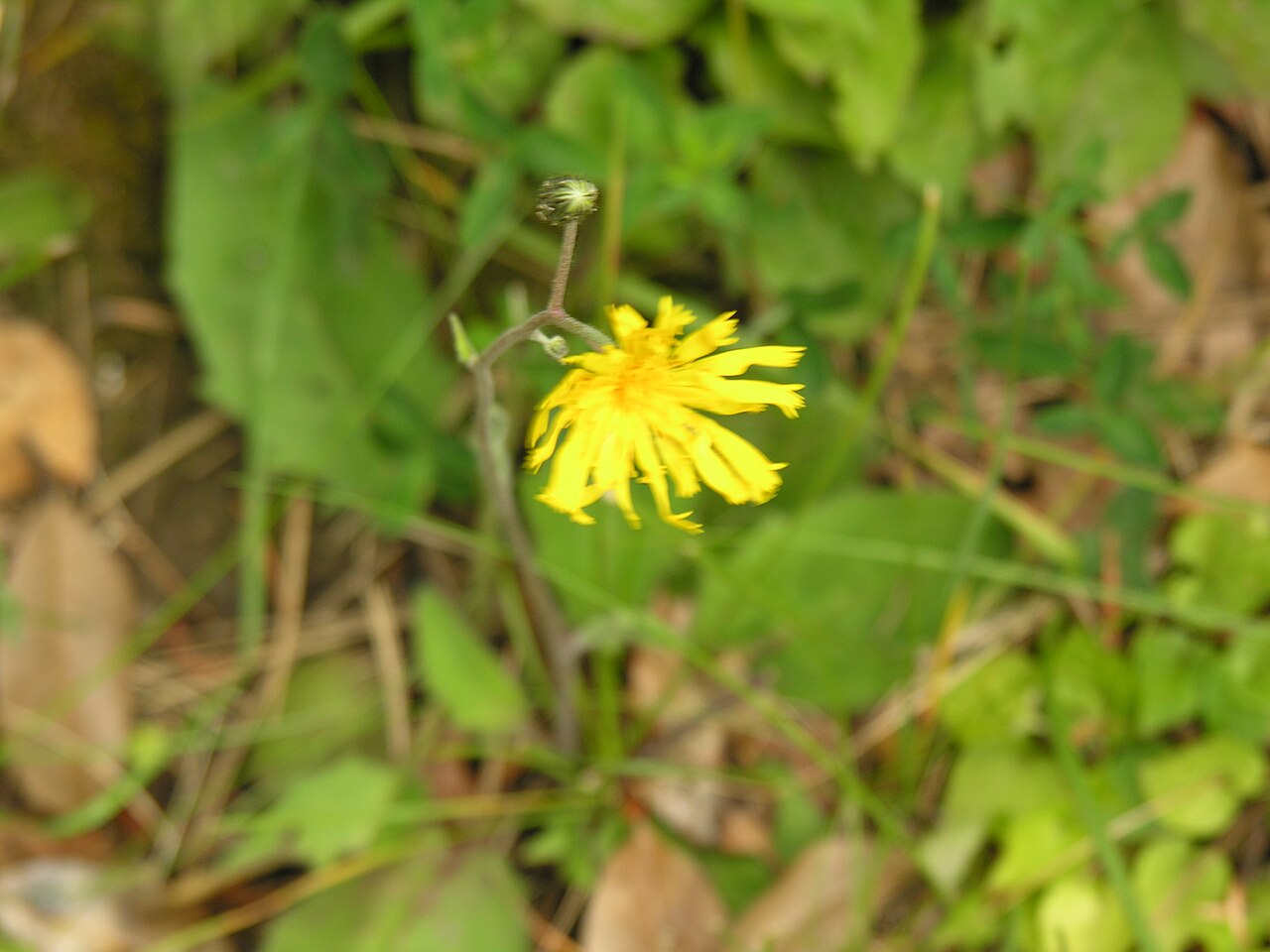Hieracium radyrense