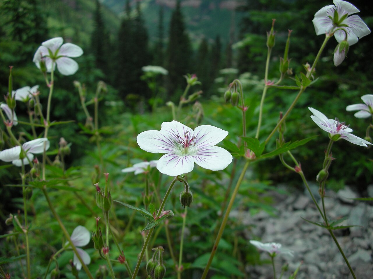 Geranium richardsonii