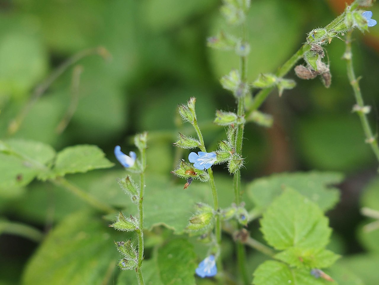 Salvia misella