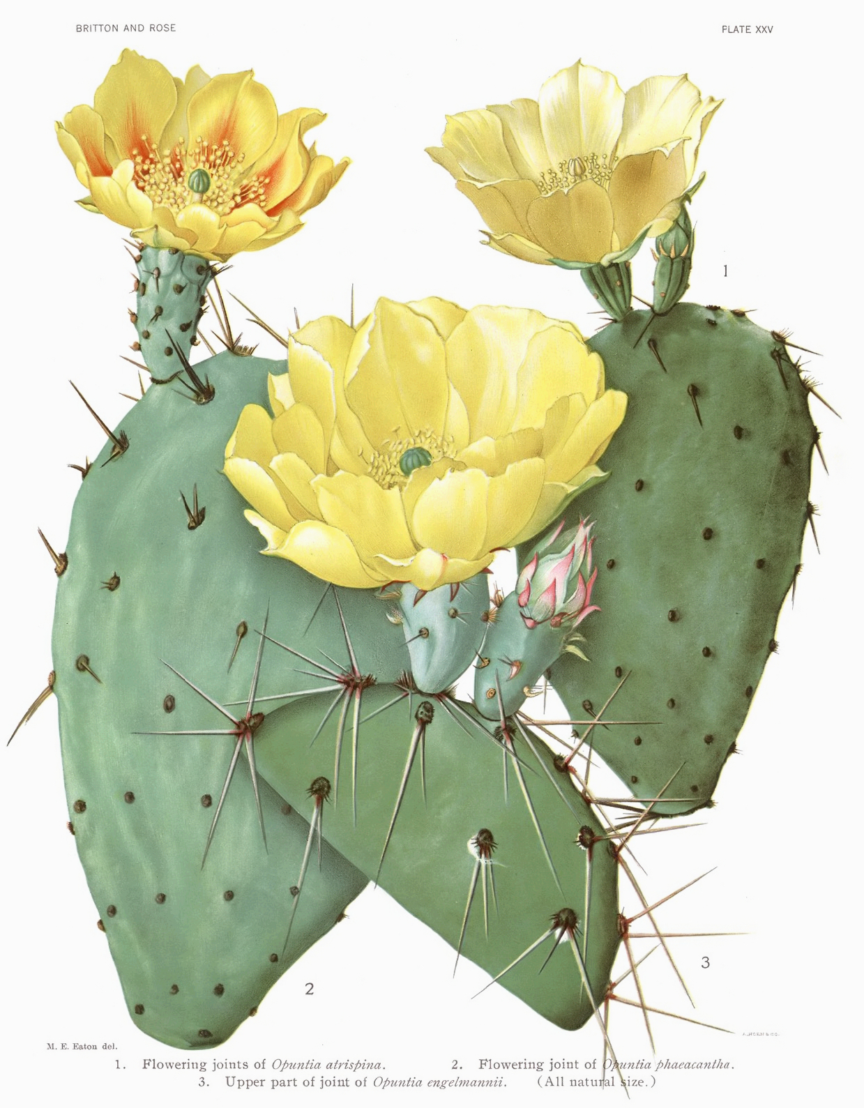 Opuntia atrispina