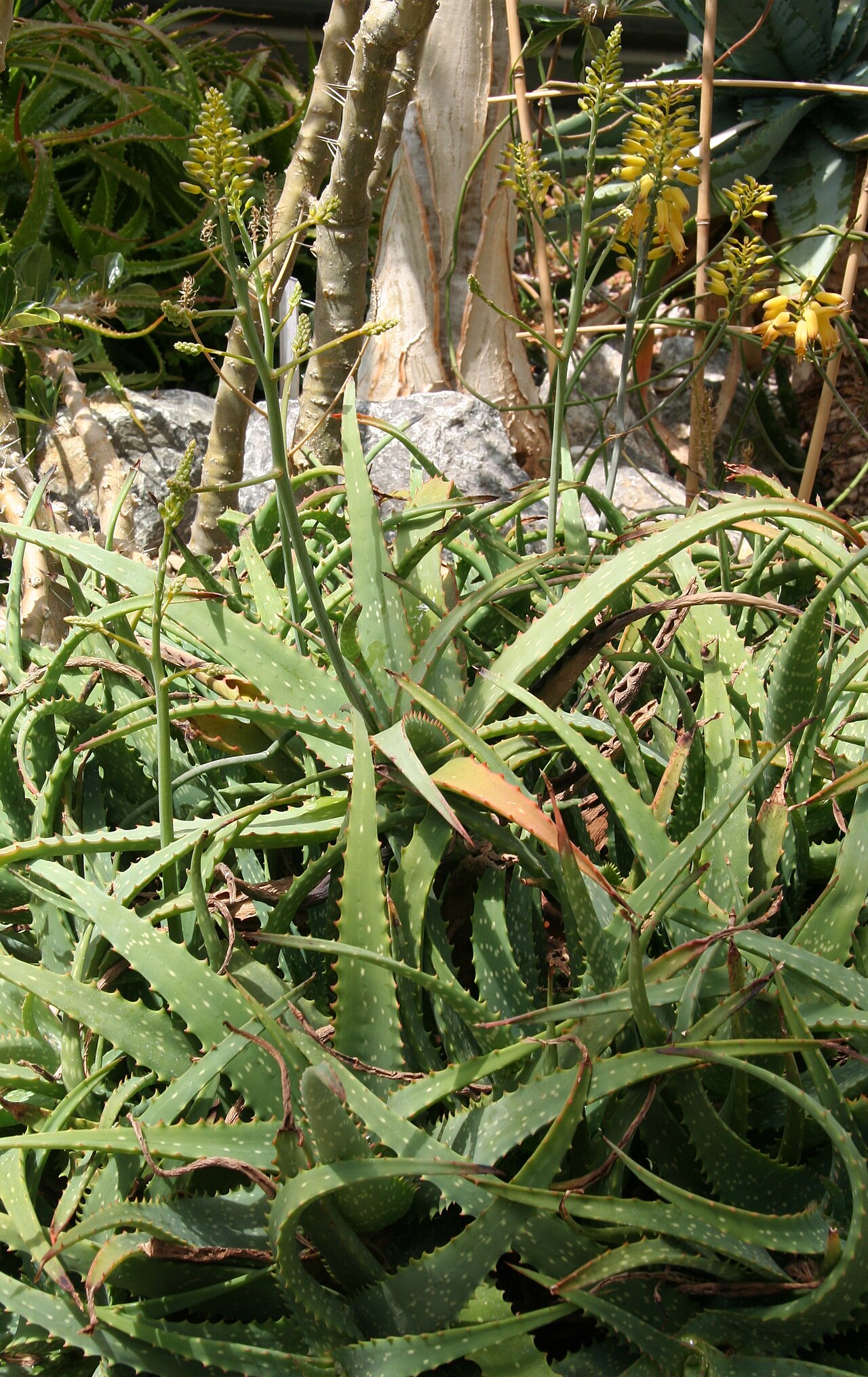 Aloe deserti