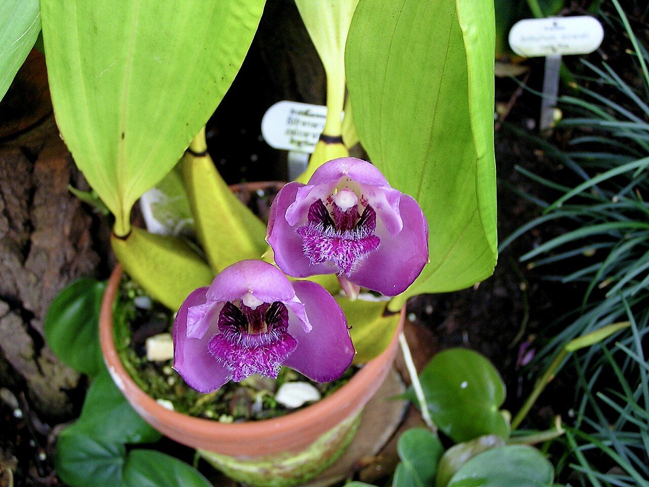 Bifrenaria tetragona