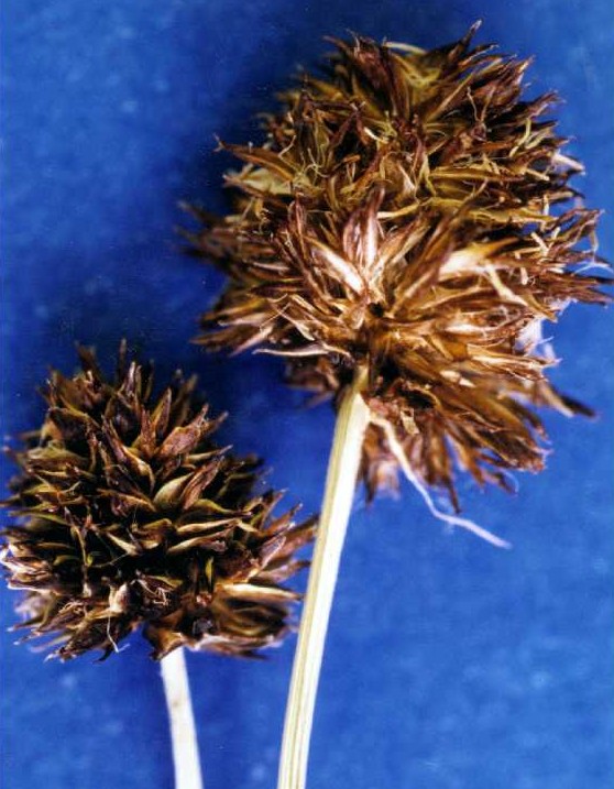 Carex vernacula