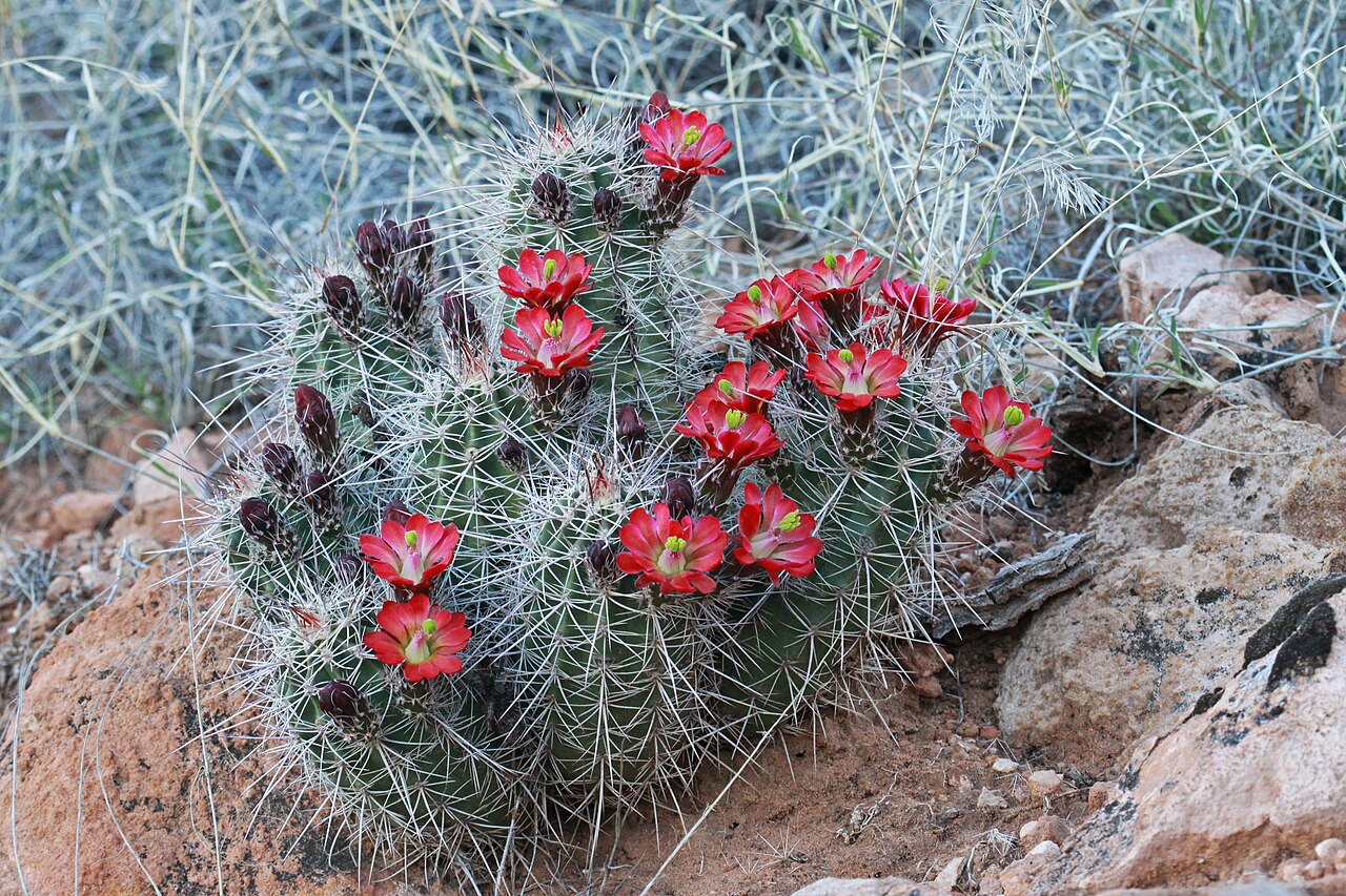 Echinocereus coccineus