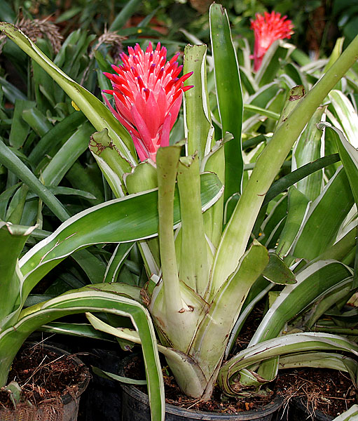 Billbergia pyramidalis
