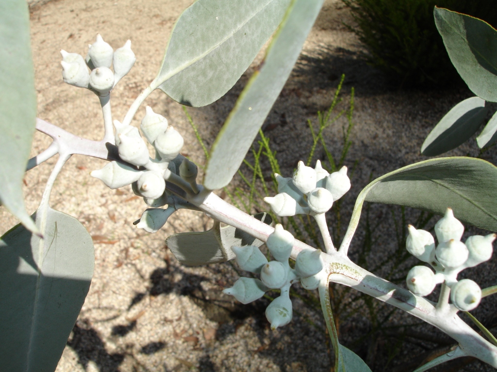 Lemon-flowered gum and also Woodward's b