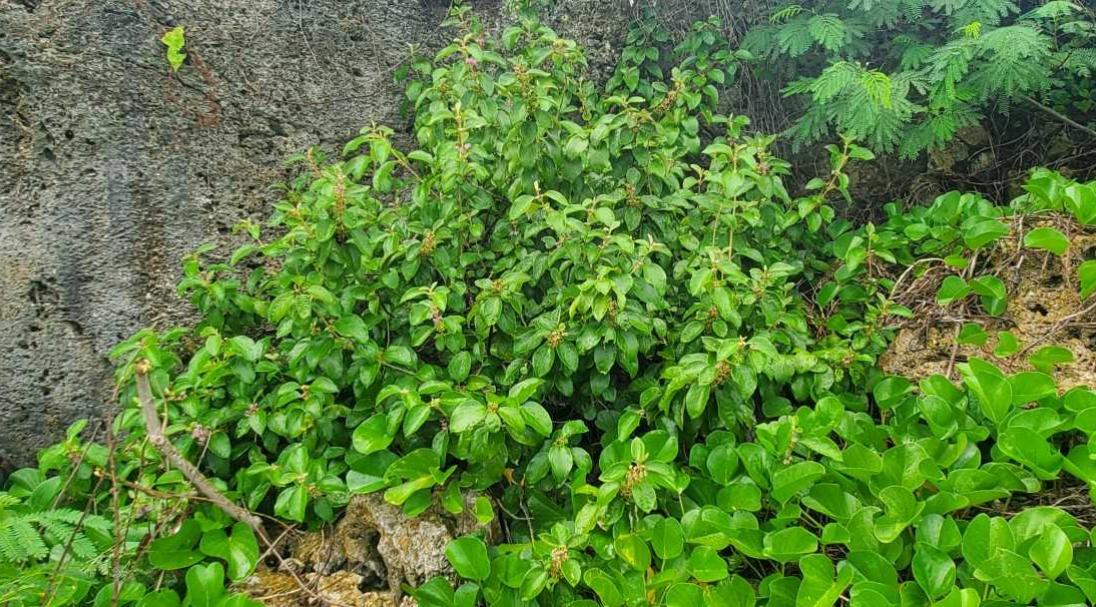 Callicarpa candicans