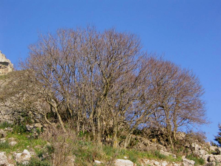 Celtis asperrima