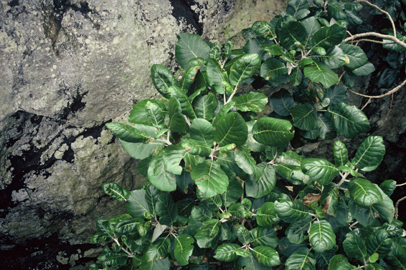 Brachyglottis arborescens