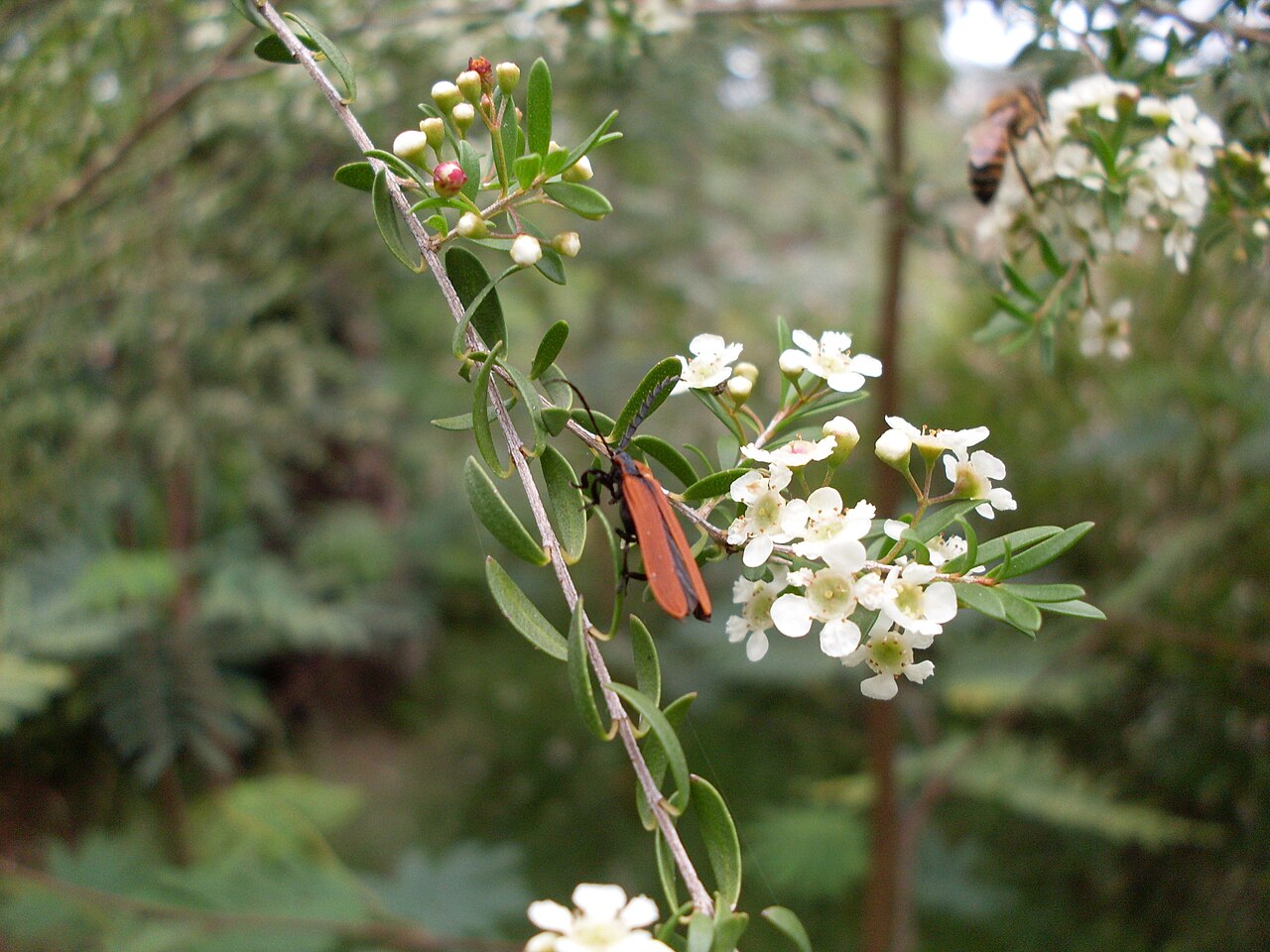 Sannantha pluriflora