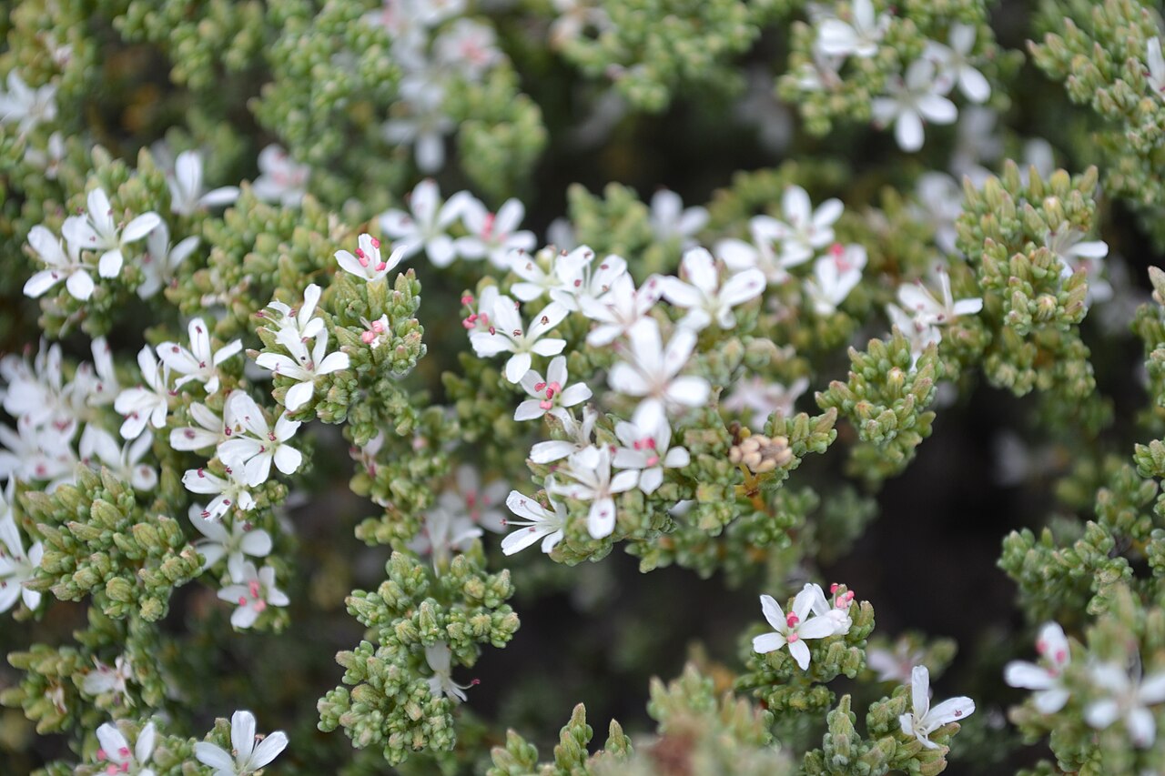Frankenia palmeri