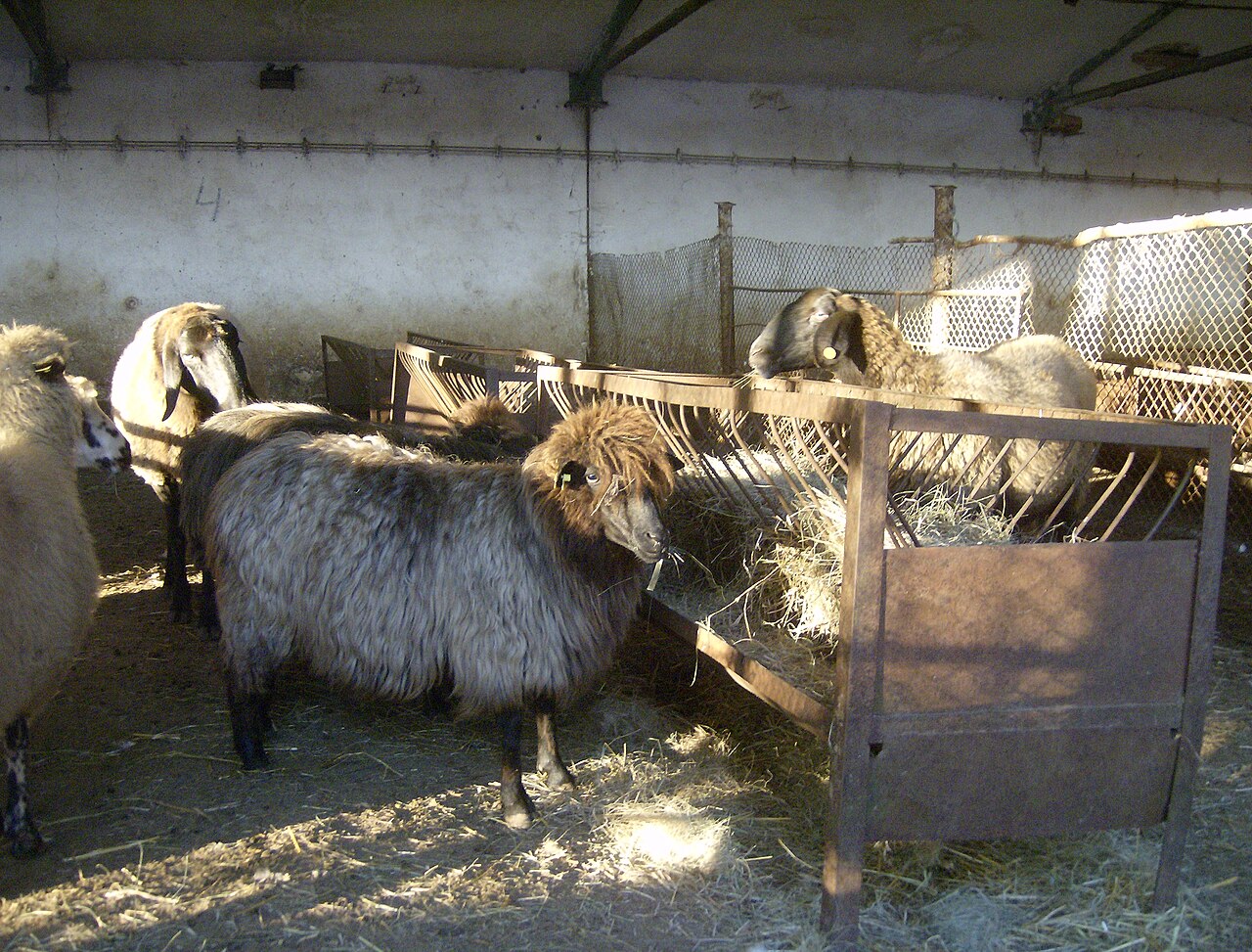 Duben sheep