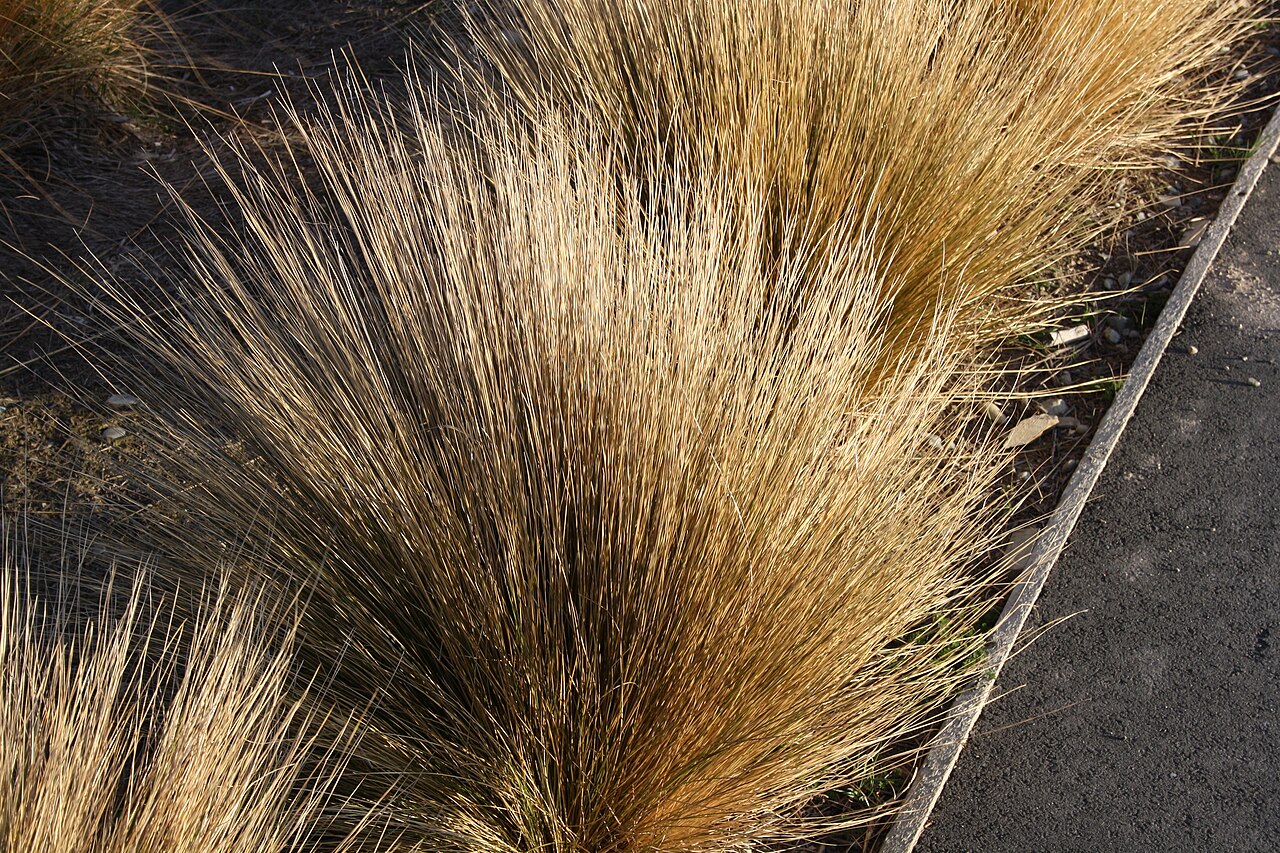 Chionochloa rubra