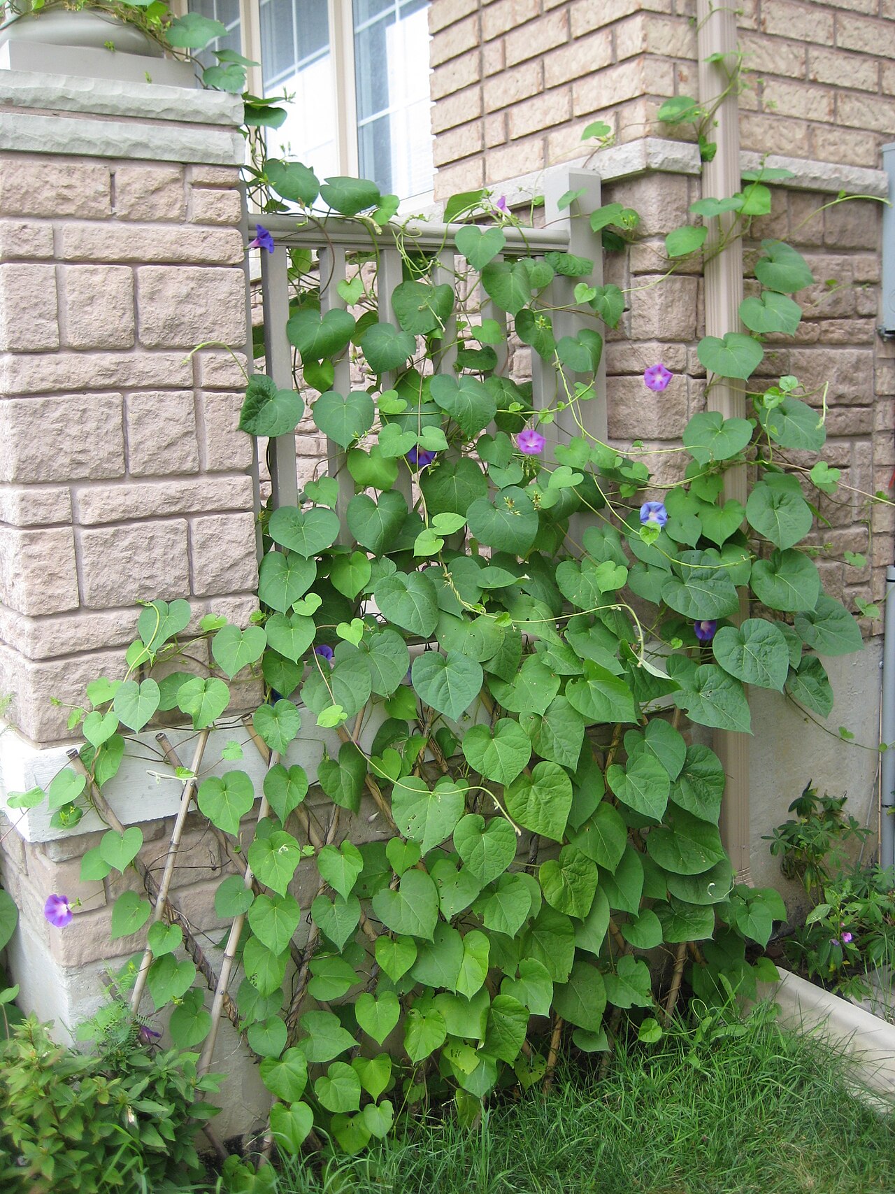 Ipomoea diversifolia