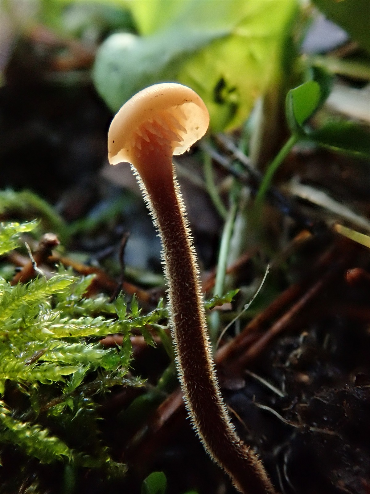 Pinecone mushroom