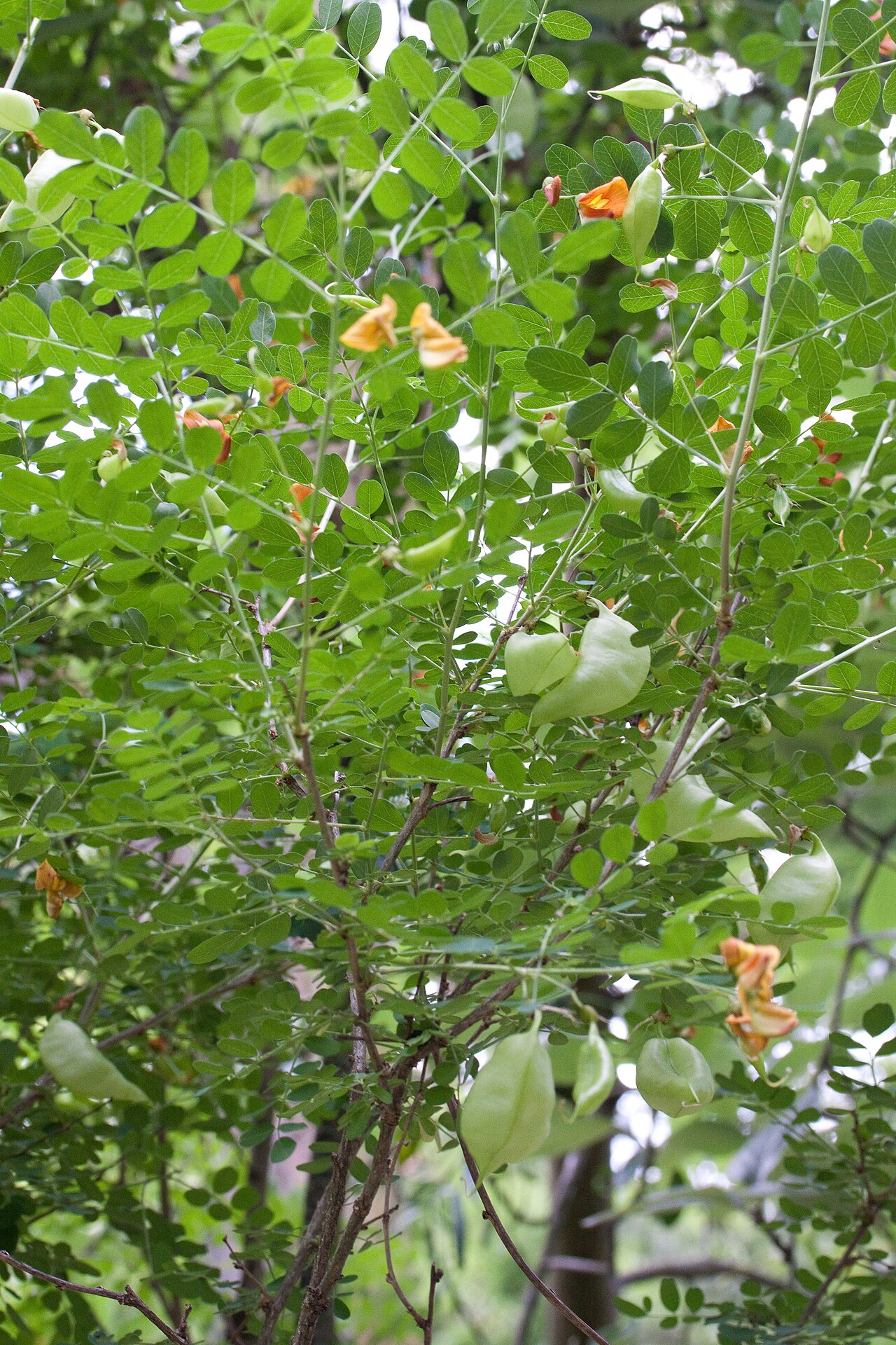 Colutea orientalis