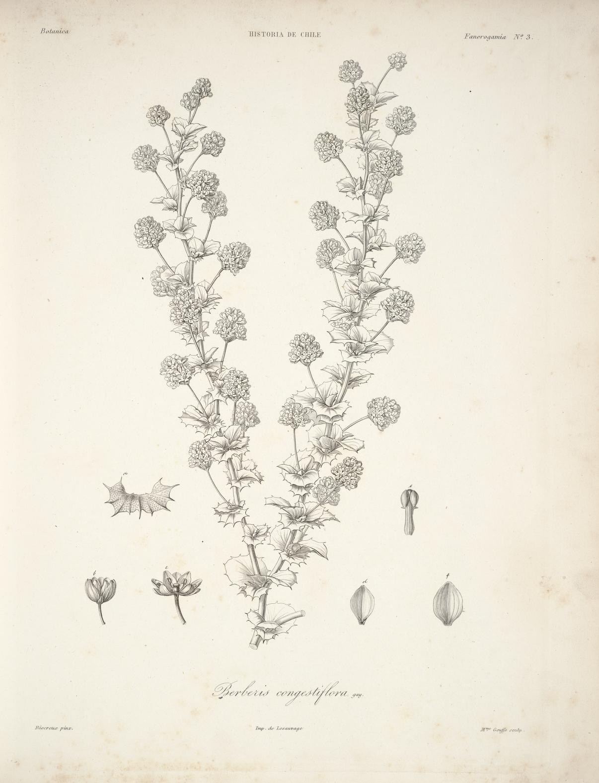 Berberis congestiflora