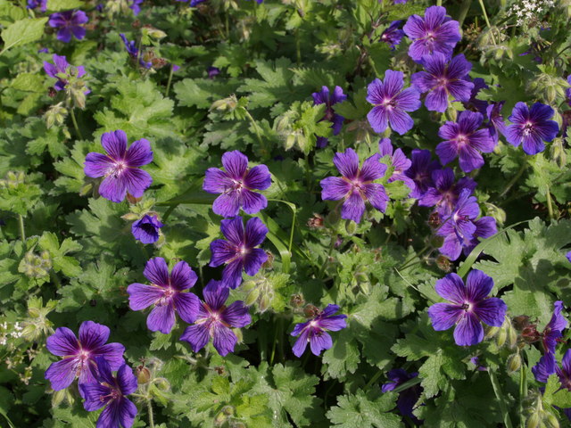 Geranium ibericum