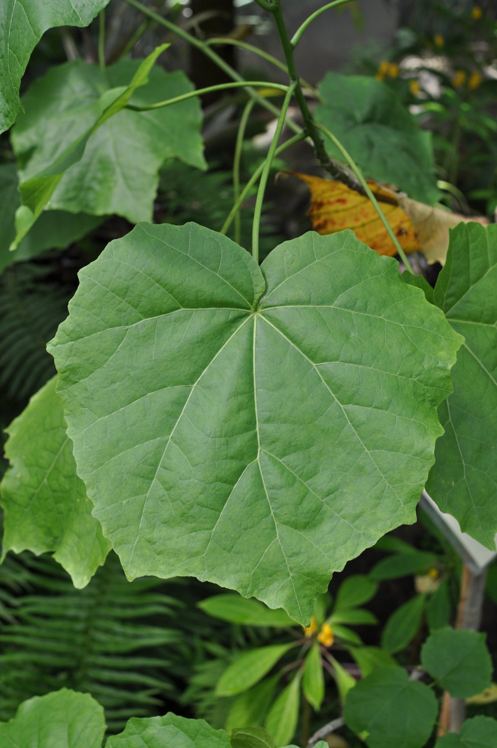 Hibiscadelphus giffardianus