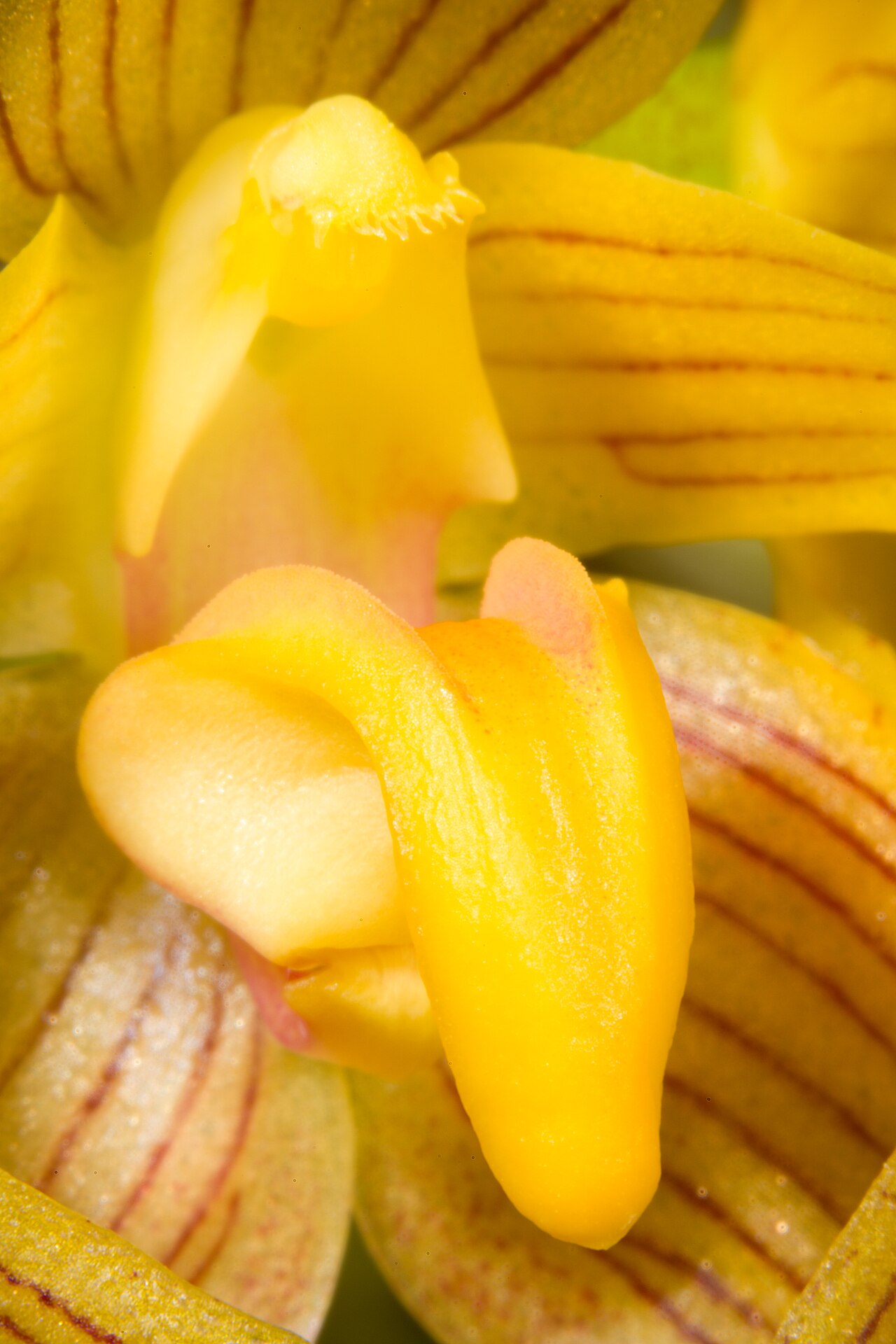 Bulbophyllum funingense