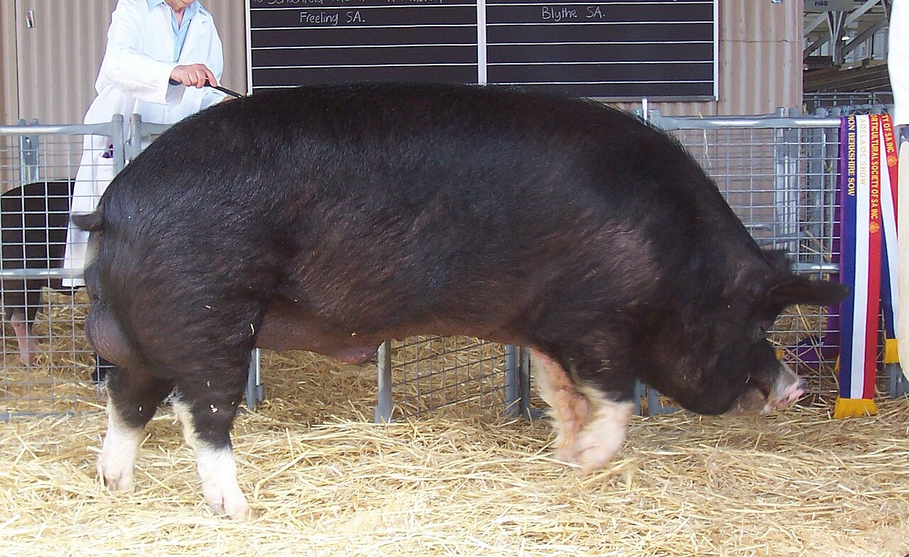 Berkshire