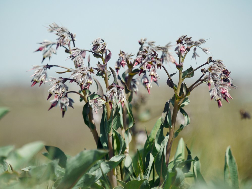 Rindera tetraspis