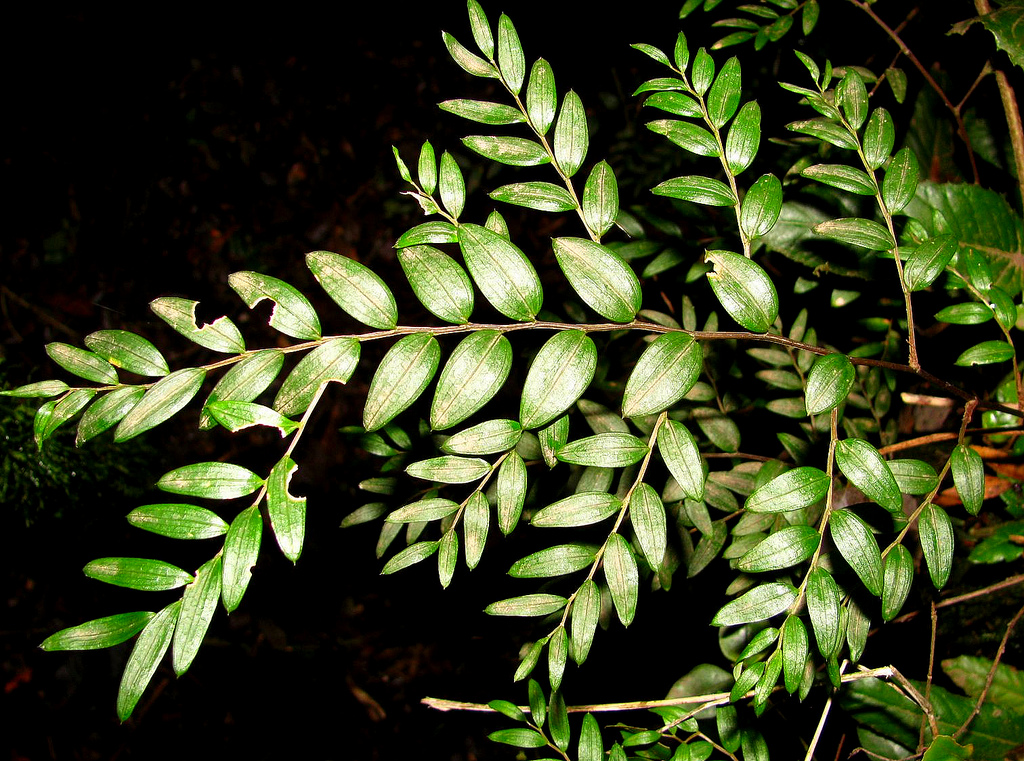 Luzuriaga polyphylla