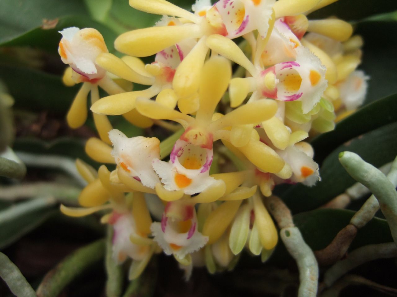 Gastrochilus obliquus