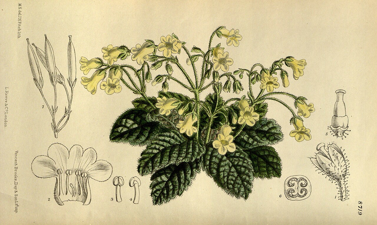 Oreocharis forrestii