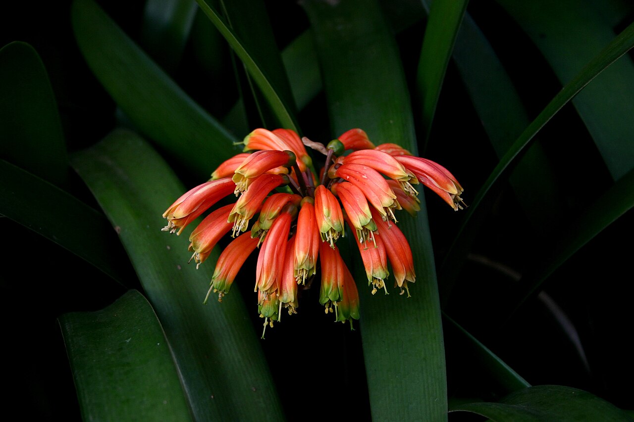 Clivia aitonii