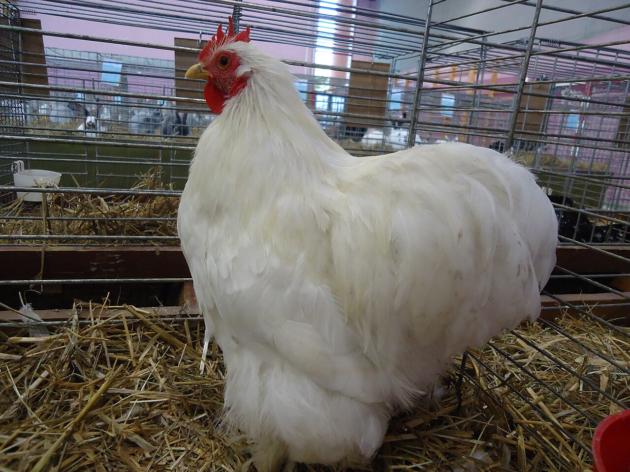 Pekin