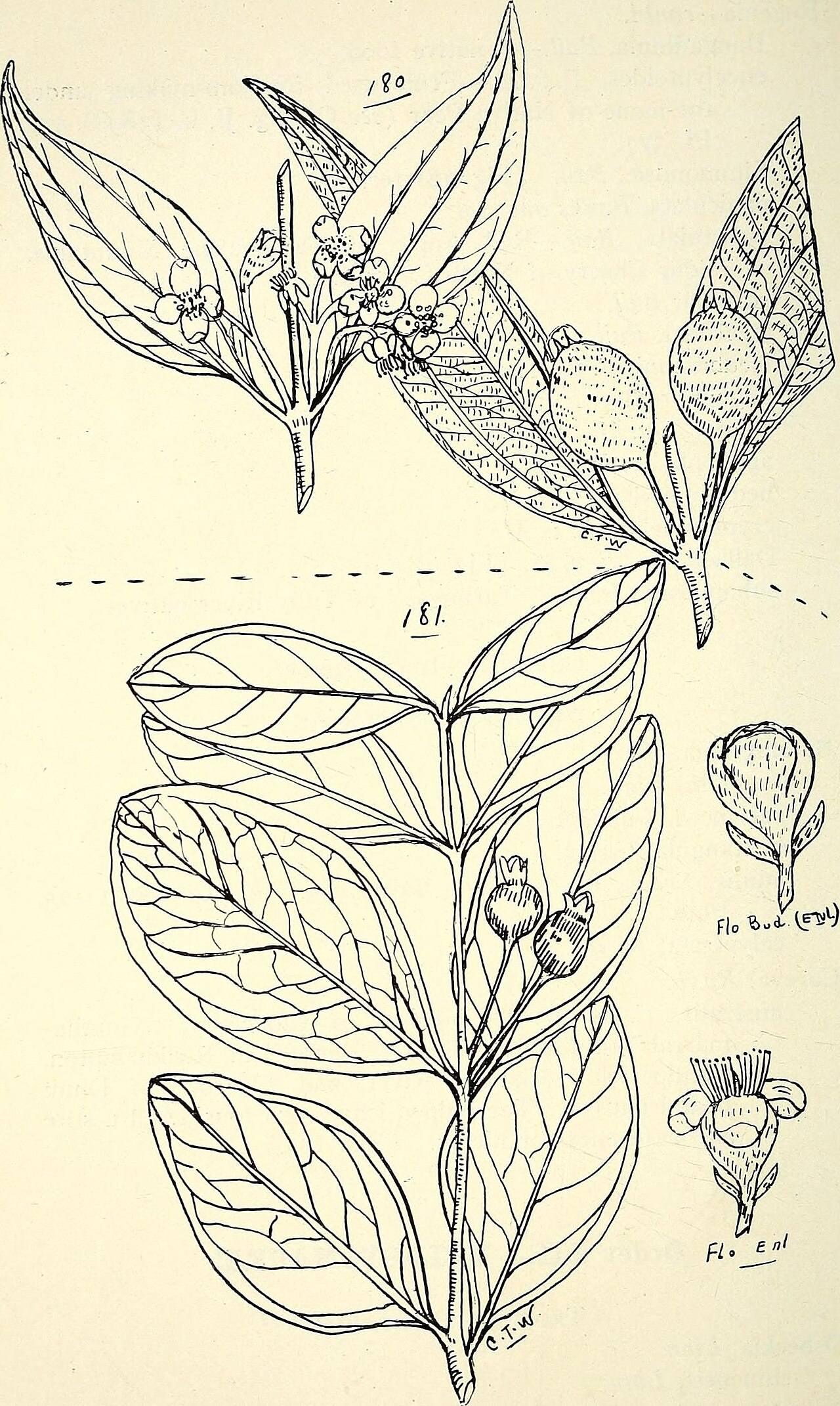 Osbeckia racemosa