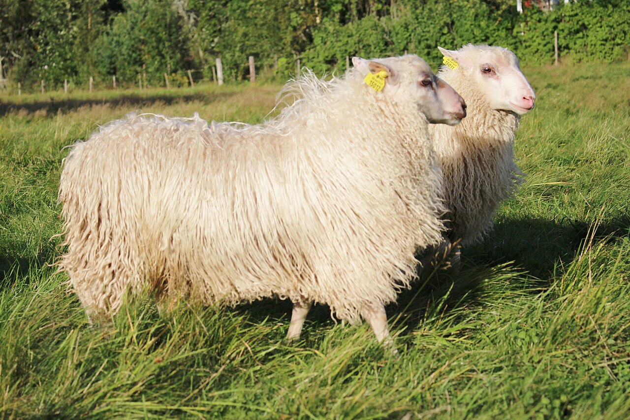 Rya sheep