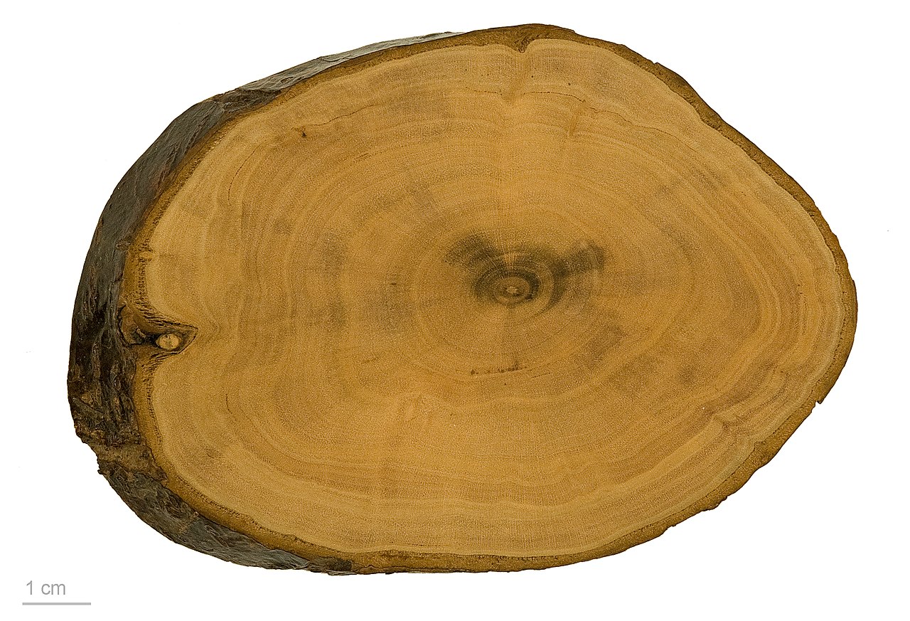Prunus mume