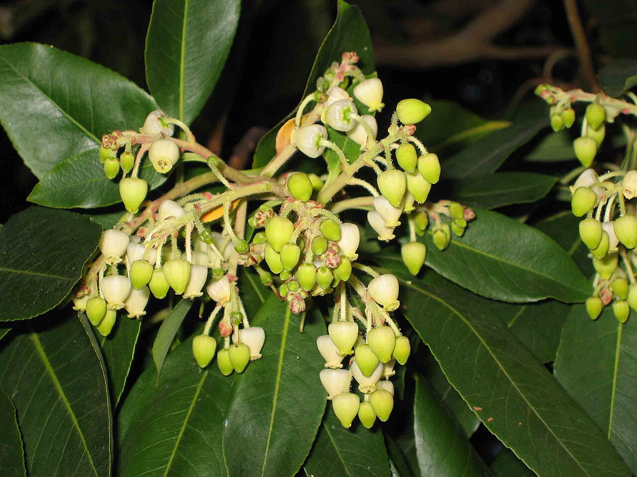 Arctostaphylos densiflora