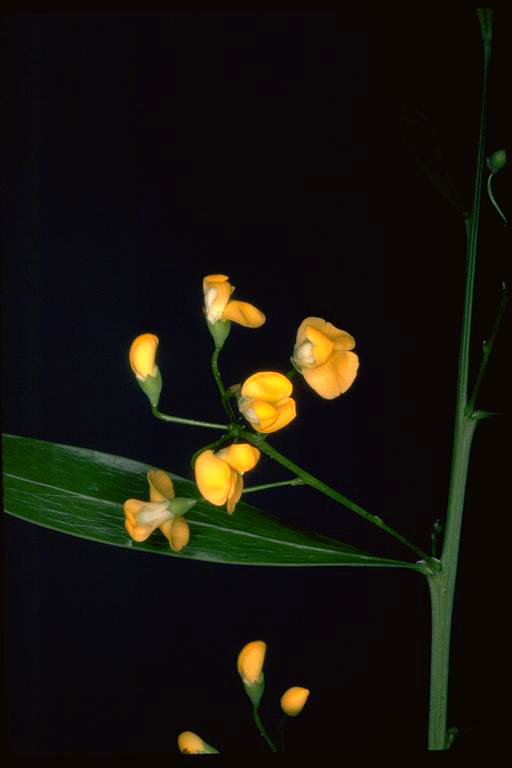 Daviesia flava