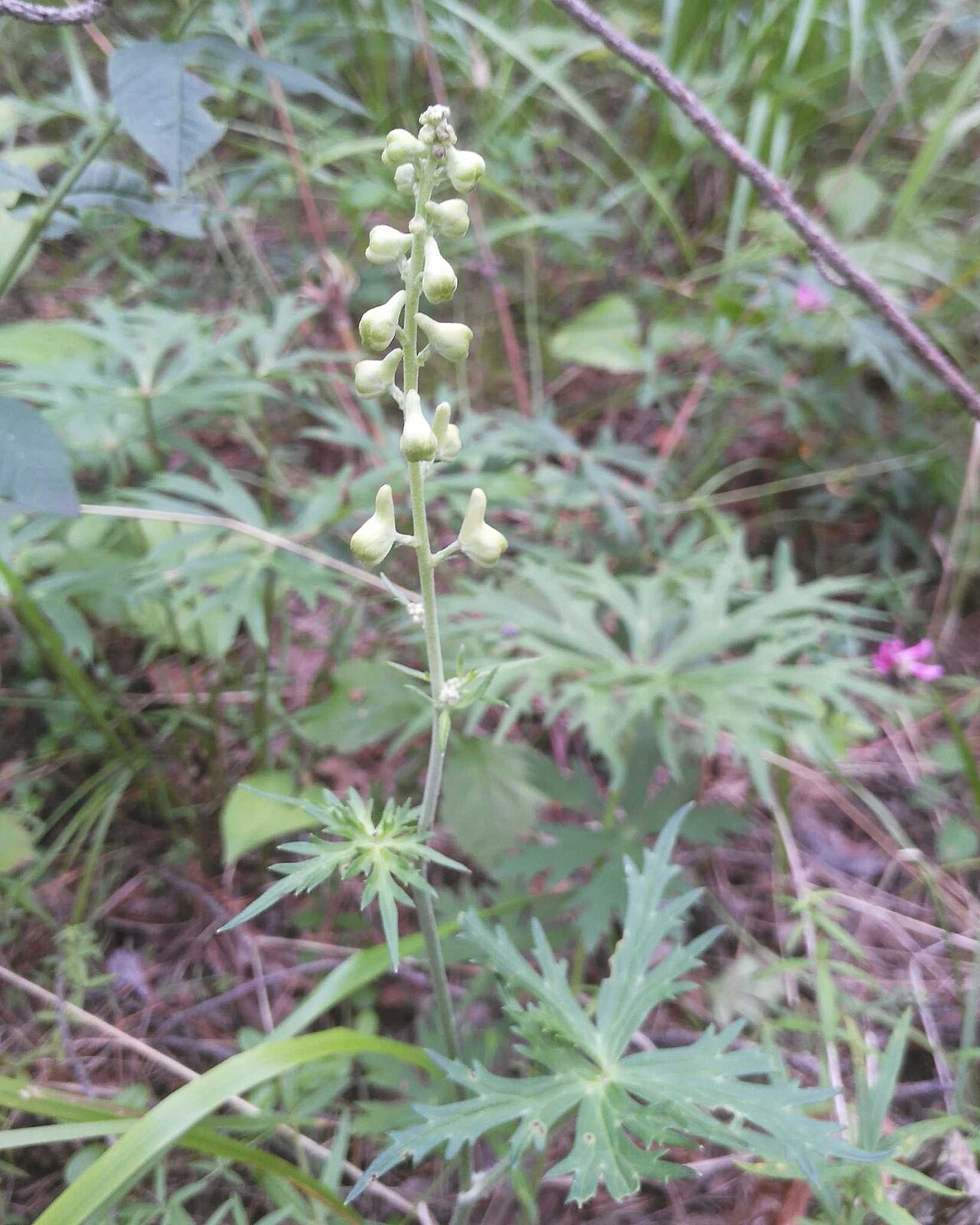 Aconitum barbatum