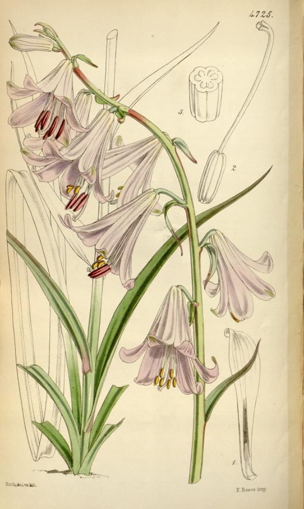 Notholirion thomsonianum