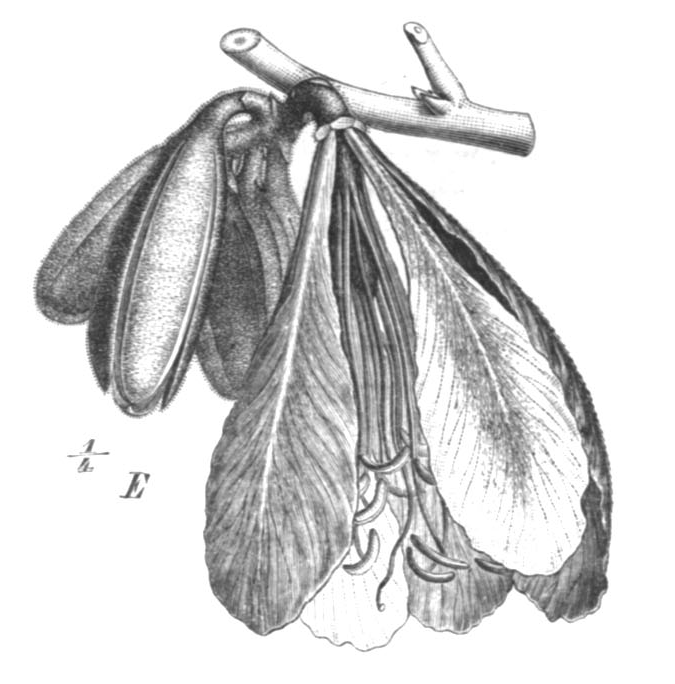Baikiaea ghesquiereana